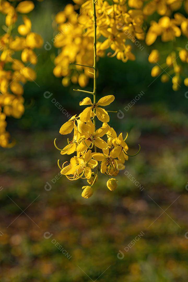 Flores amarelas da árvore da chuva dourada