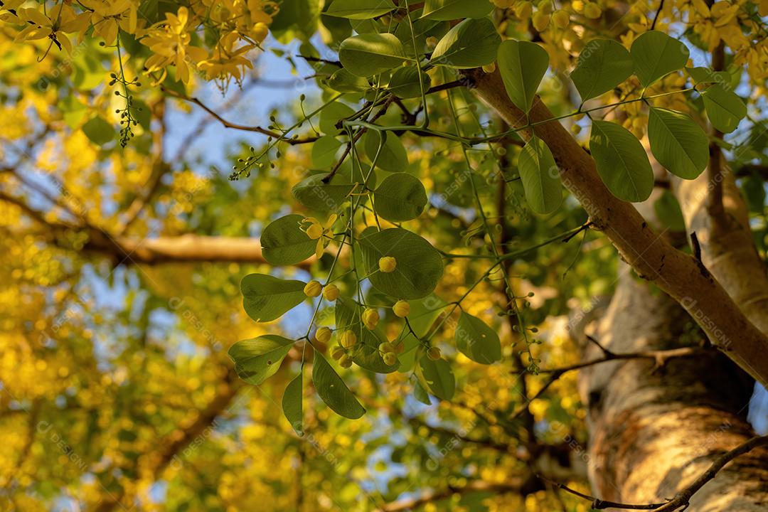 Flores amarelas da árvore da chuva dourada