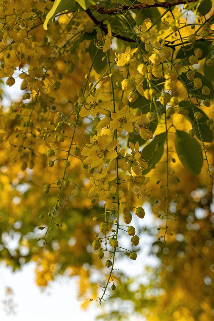 Flores amarelas da árvore da chuva dourada