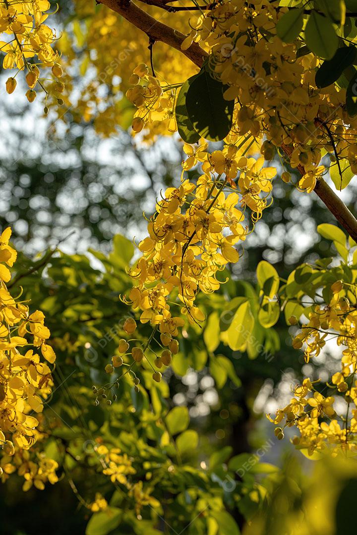 Flores amarelas da árvore da chuva dourada