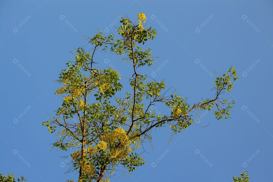 Flores amarelas da árvore da chuva dourada