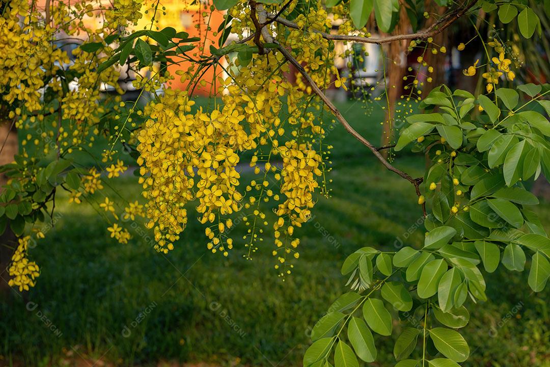 Flores amarelas da árvore da chuva dourada