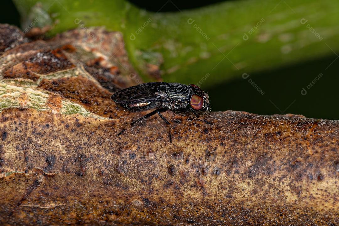 Mosca adulta com asas de imagem