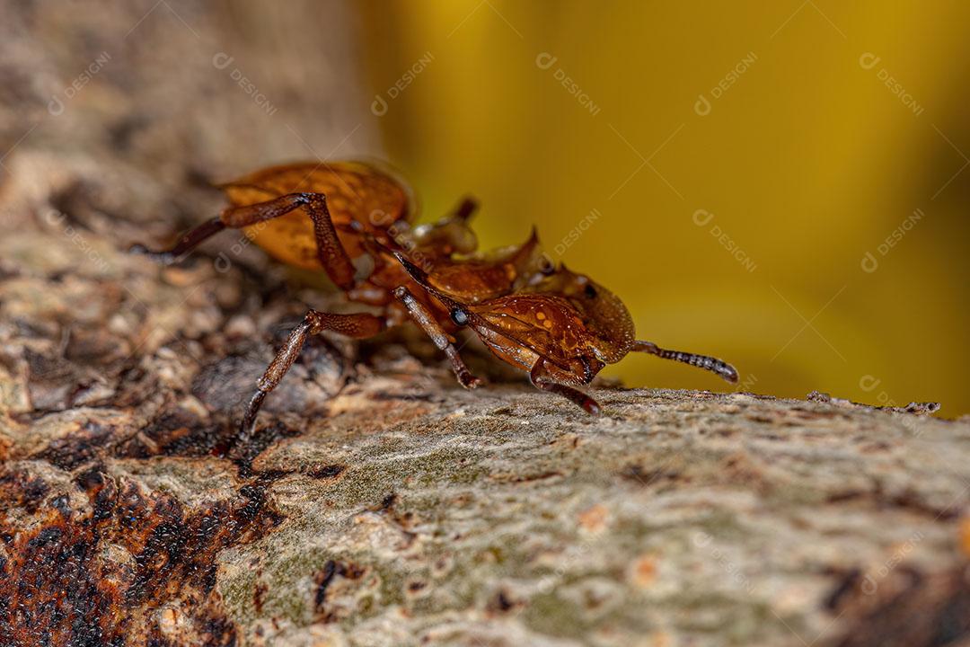 Formiga tartaruga amarela adulta