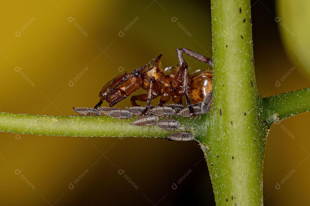 Adult Yellow Turtle Ants