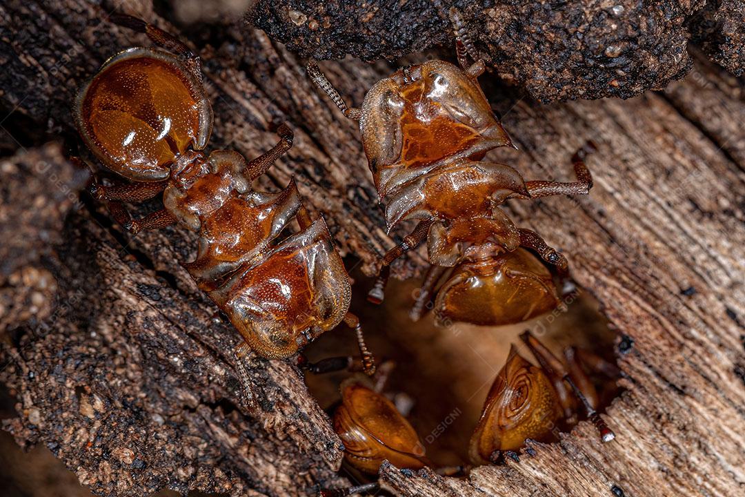 Formiga tartaruga amarela adulta