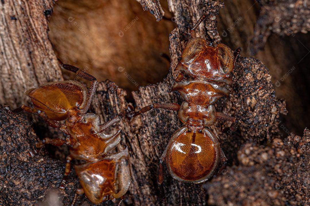 Formiga tartaruga amarela adulta