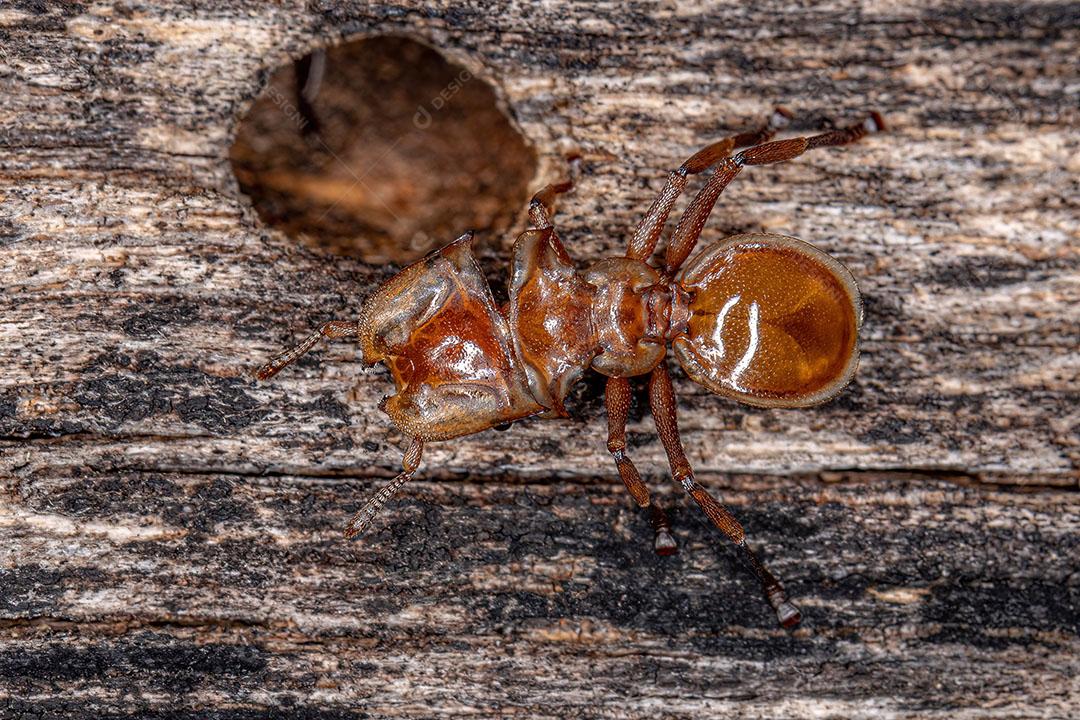 Formiga tartaruga amarela adulta