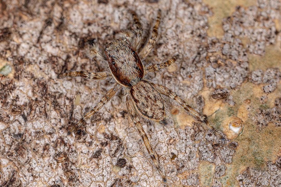 Pequena aranha saltitante de parede cinza