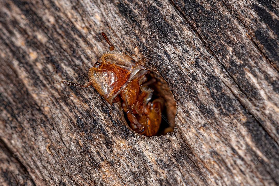 Formiga tartaruga amarela adulta