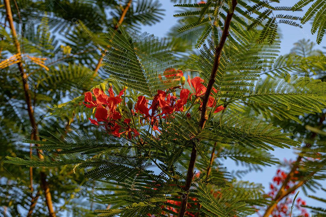 Flor Vermelha da árvore Flamboyant
