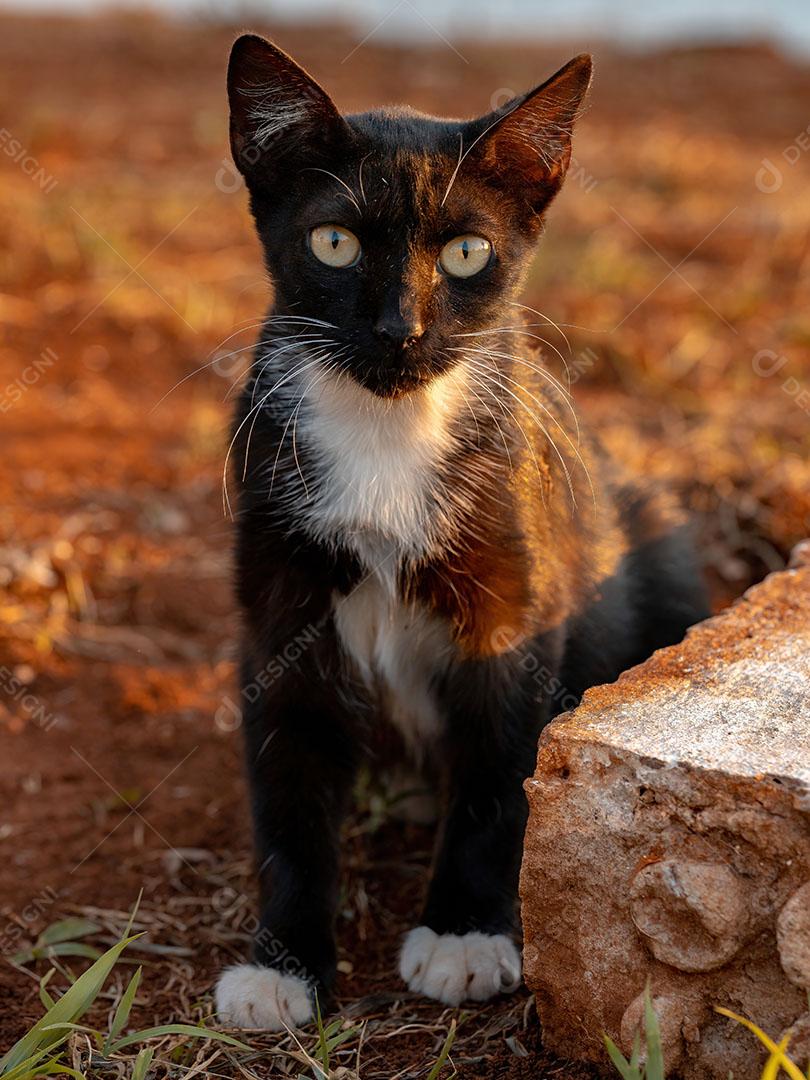 Gato Doméstico Preto Jovem selvagem Imagem JPG