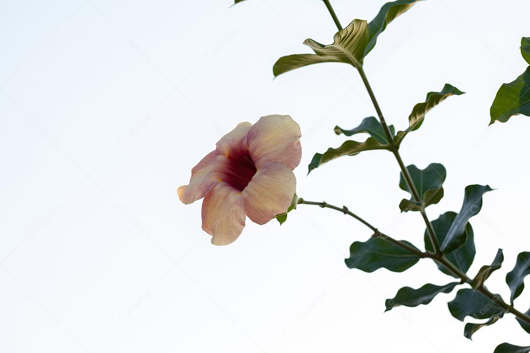 Planta de Allamanda Roxa Flores Imagem JPG