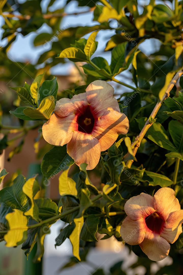 Planta de Allamanda Roxa Flores Imagem JPG