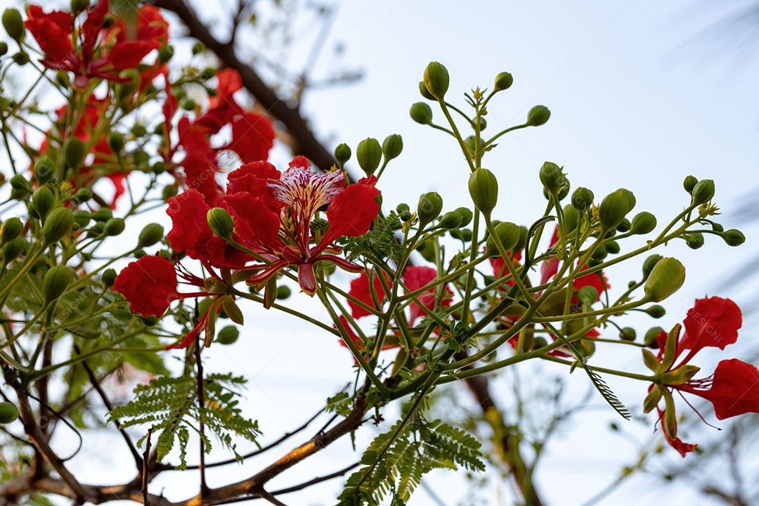 Flor Vermelha da Árvore Flamboyant Imagem JPG