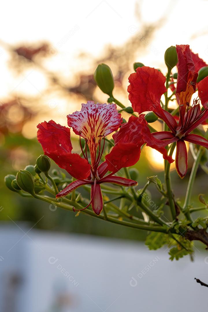 Flor vermelha da árvore Flamboyant da espécie Delonix regia