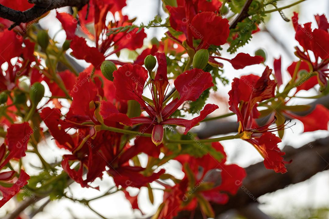 Flor vermelha da árvore Flamboyant da espécie Delonix regia