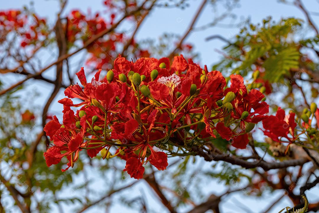 Flor vermelha da árvore Flamboyant da espécie Delonix regia