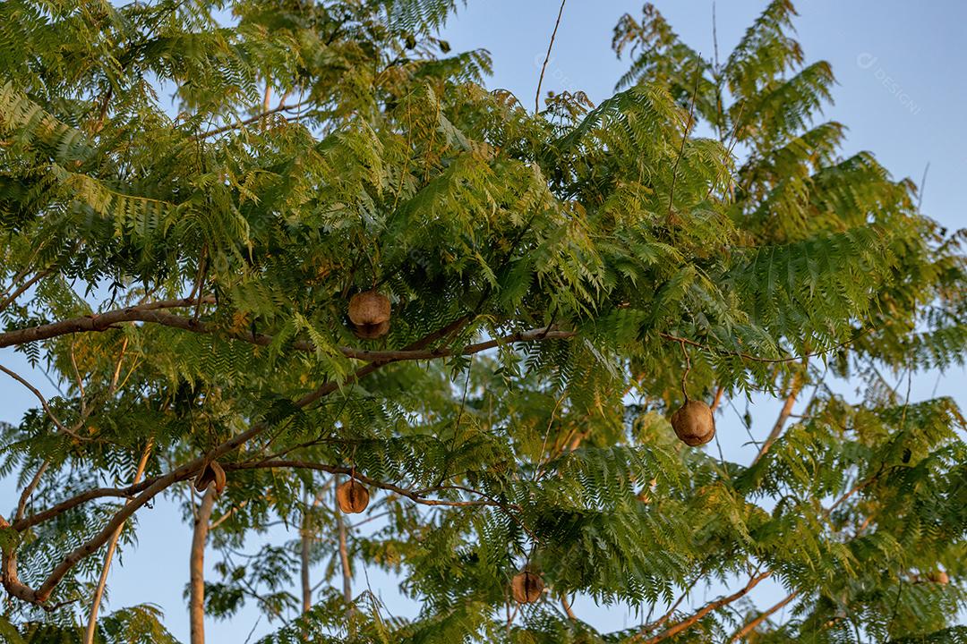 Frutos da árvore de jacarandá azul da espécie Jacaranda mimosifolia