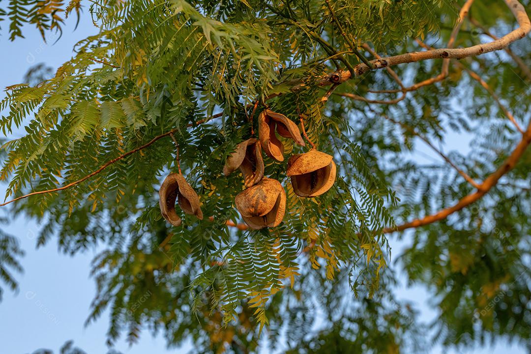 Frutos da árvore de jacarandá azul da espécie Jacaranda mimosifolia