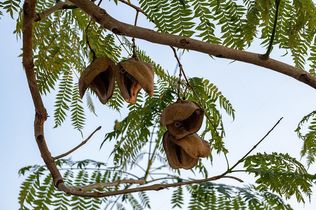 Frutos da árvore de jacarandá azul da espécie Jacaranda mimosifolia