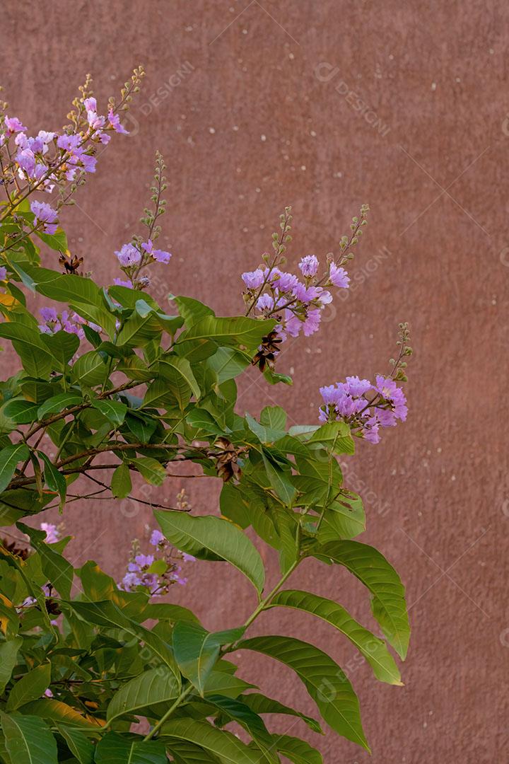 Árvore de Crepe Murtas com Flores Imagem JPG