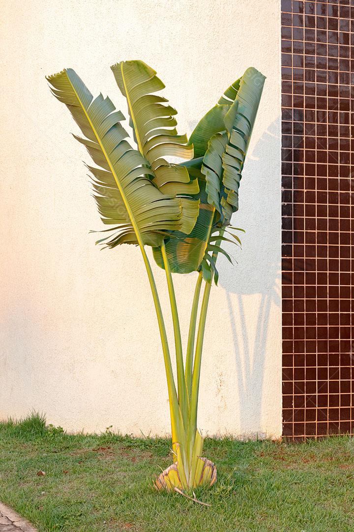 Palmeira Viajante da espécie Ravenala Madagascariensis Imagem JPG