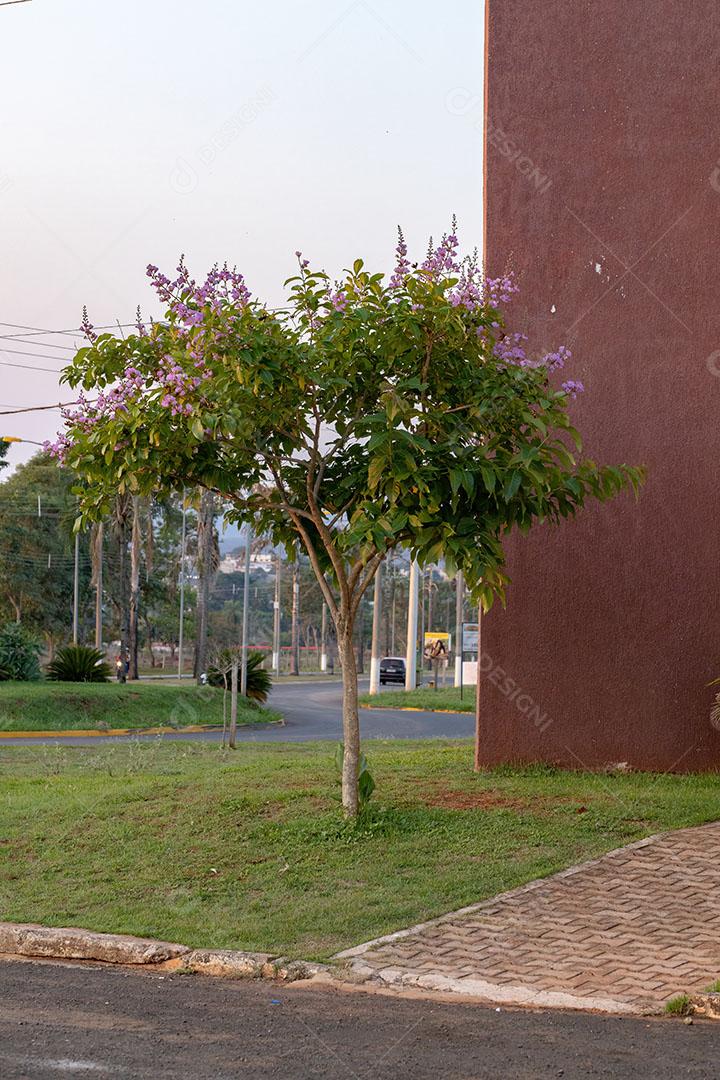 Árvore de Crepe Murtas com Flores Imagem JPG