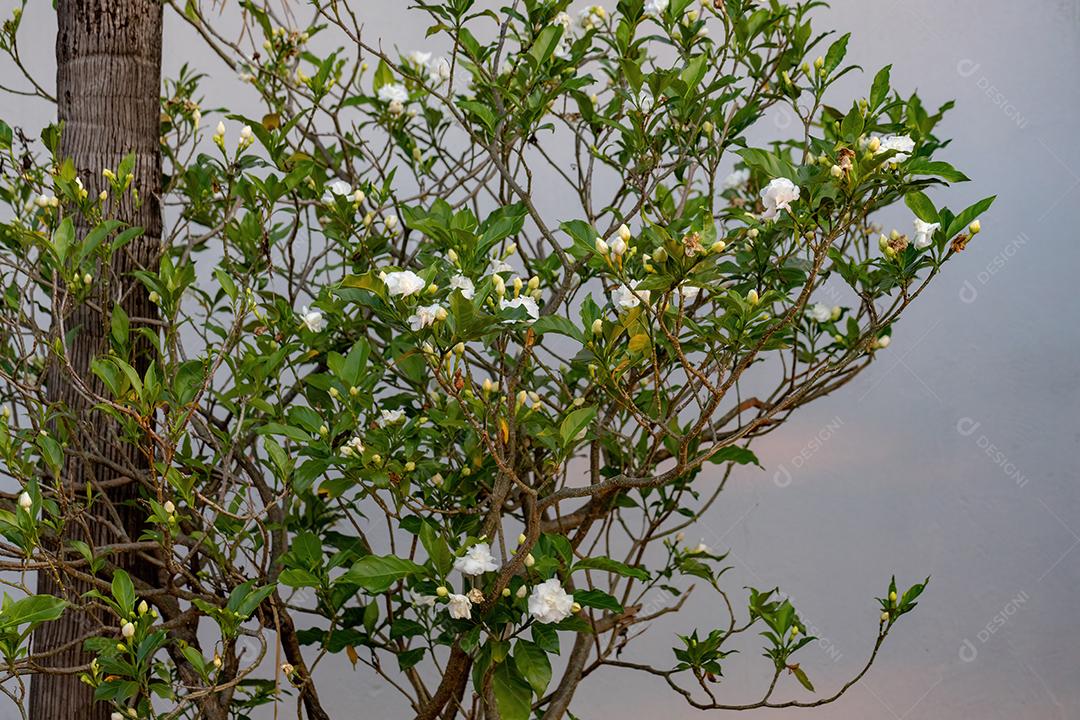 Crepe Jasmim com flor da espécie Tabernaemontana divaricata