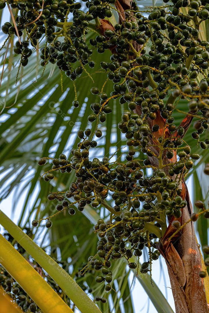 Palmeira verde da família Arecaceae com frutas