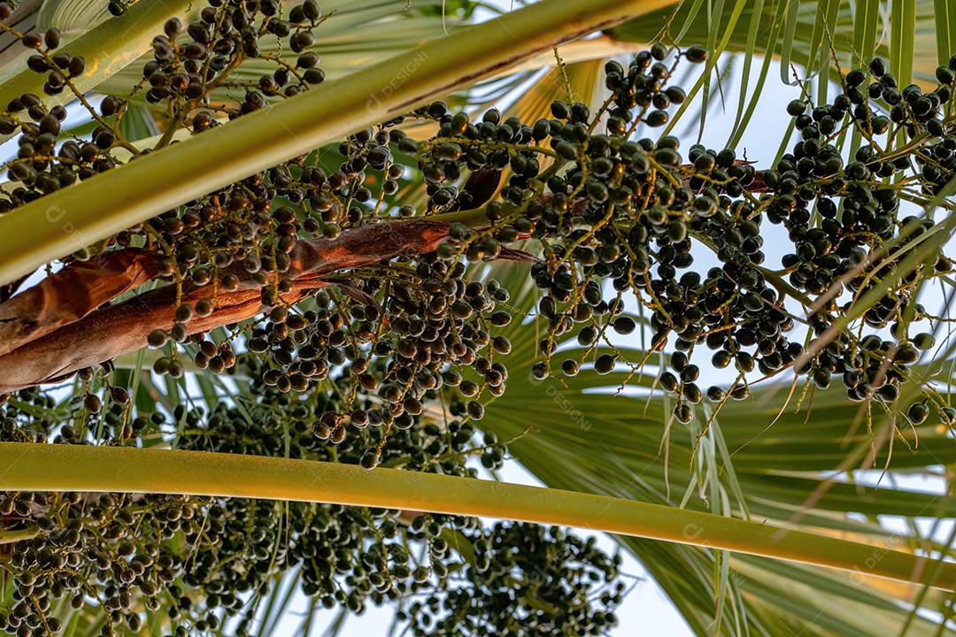 Palmeira verde da família Arecaceae com frutas