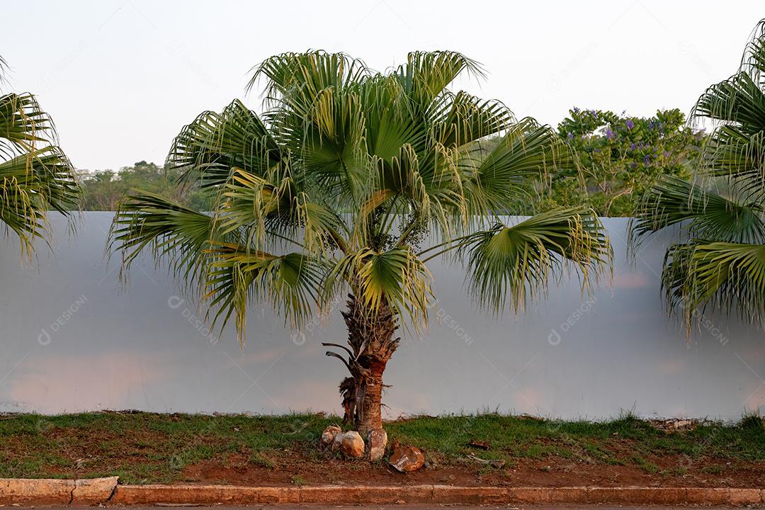 Palmeira verde da família Arecaceae com frutas