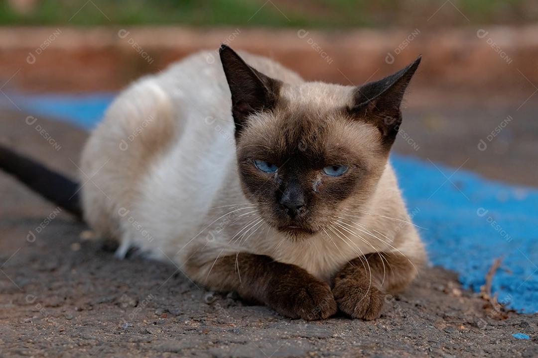 Gato siamês doméstico feroz abandonado no cemitério