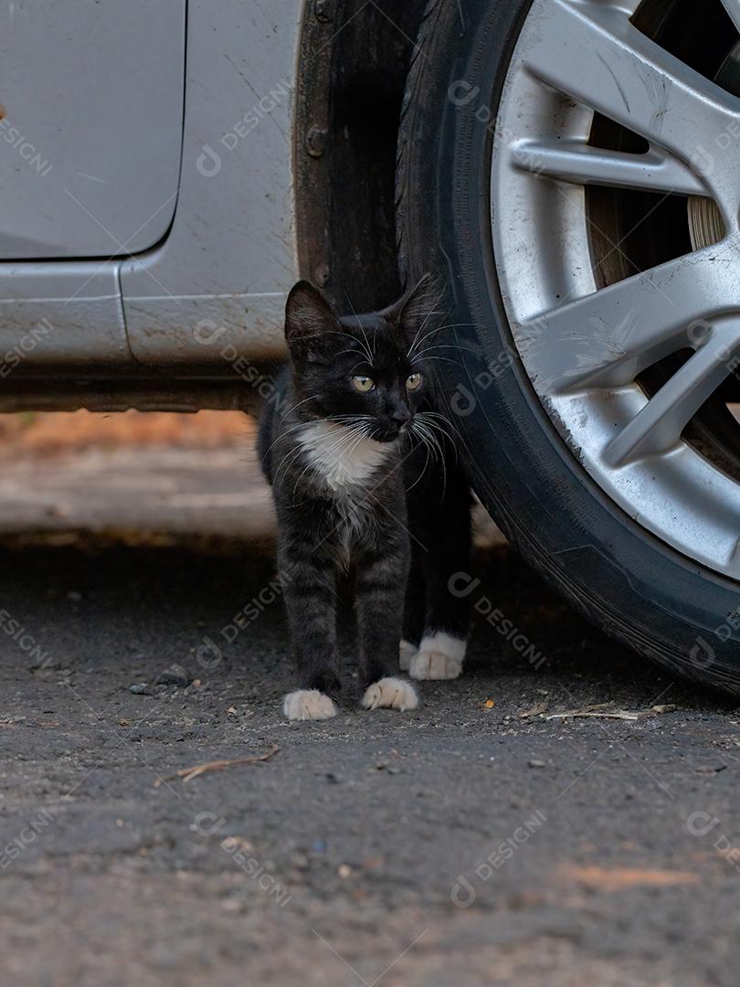 Gato doméstico Black Young Feral abandonado no cemitério