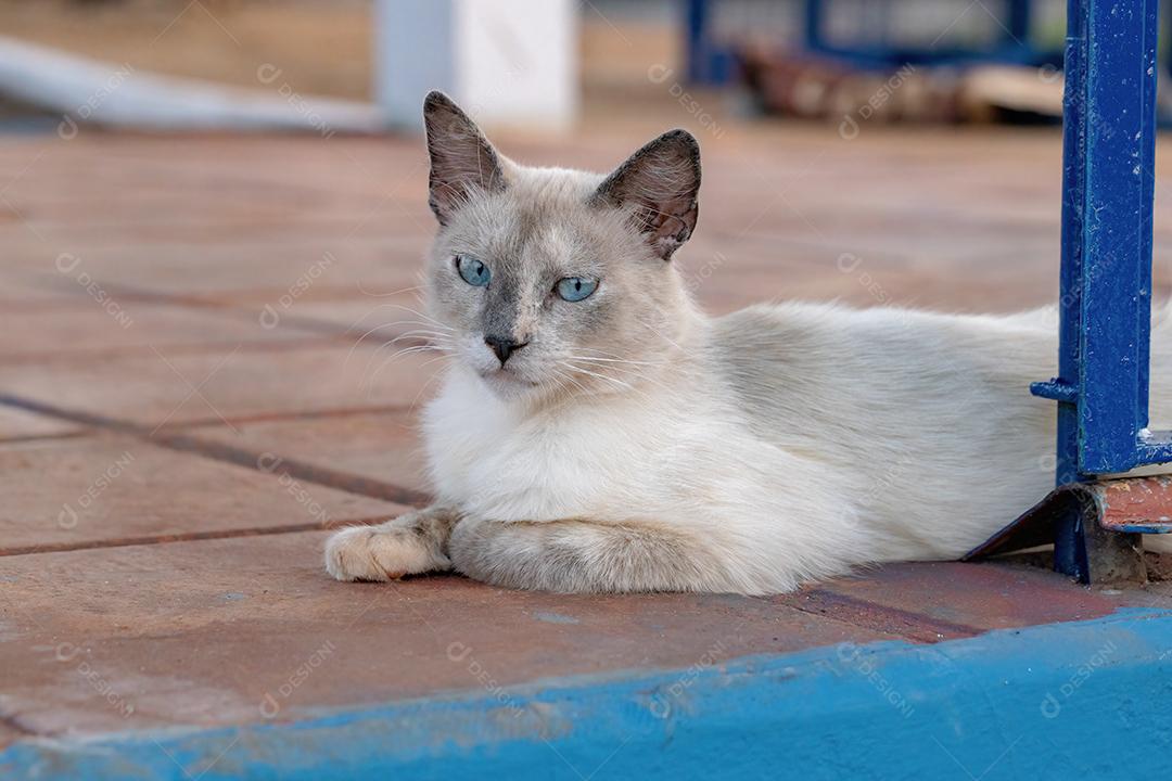 Gato doméstico Feral branco abandonado no cemitério