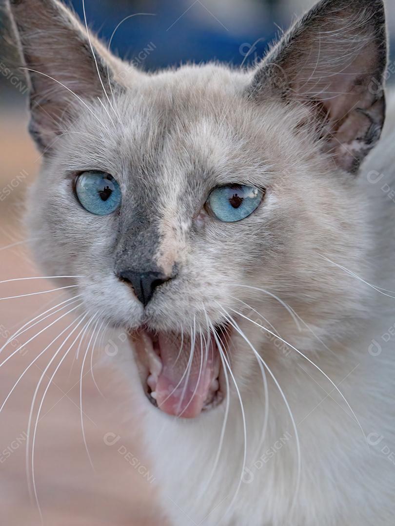Gato doméstico Feral branco abandonado no cemitério