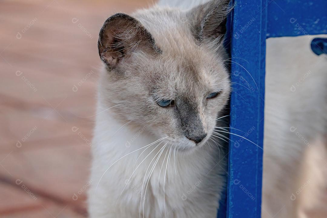 Gato doméstico Feral branco abandonado no cemitério