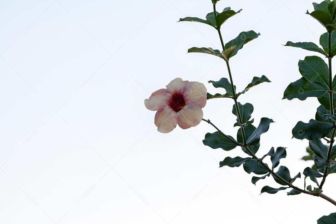 Flor de planta de Allamanda roxa da espécie Allamanda blanchetii