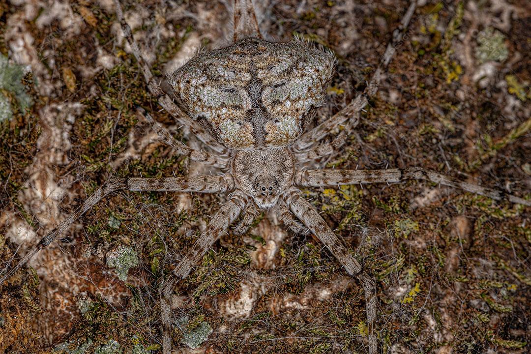 Aranha Longspinneret Adulta da Família Hersiliidae Imagem JPG