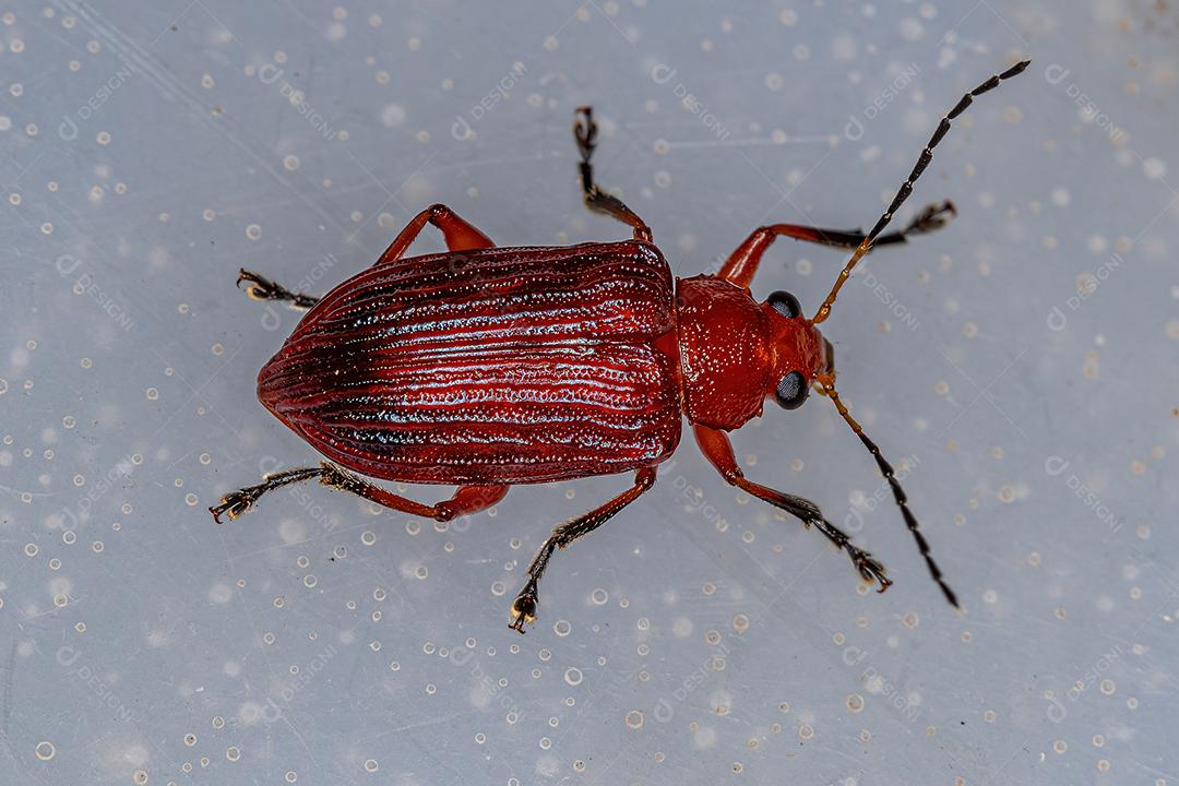 Besouro de Folha Vermelha Adulto da subfamília Eumolpinae Imagem JPG