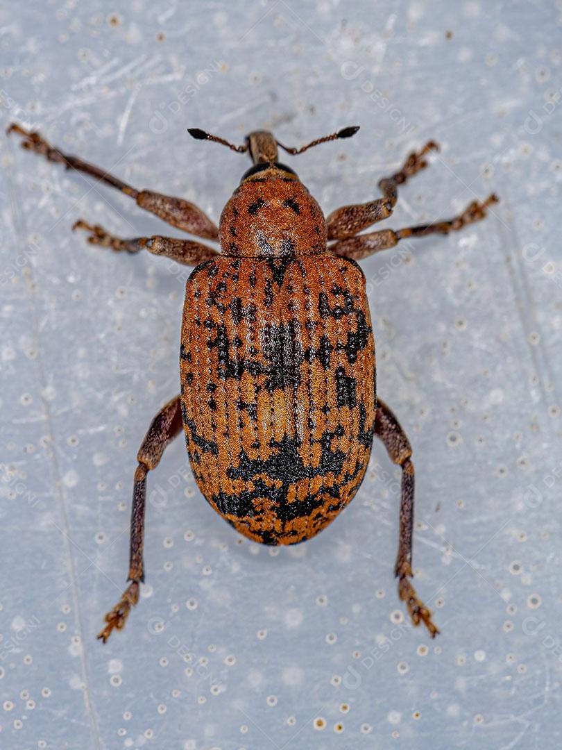 Gorgulho do Casulo Adulto da Subfamília Hyperinae Imagem JPG