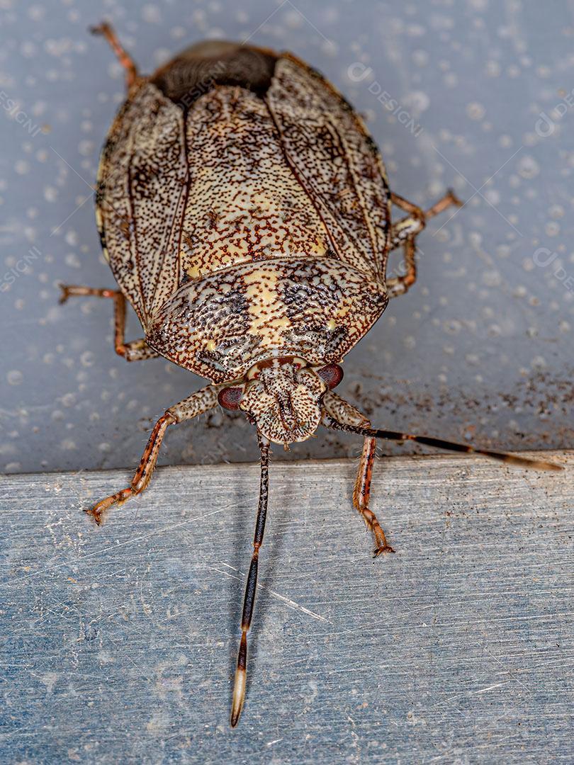 Percevejo Adulto do Gênero Antiteuchus Imagem JPG