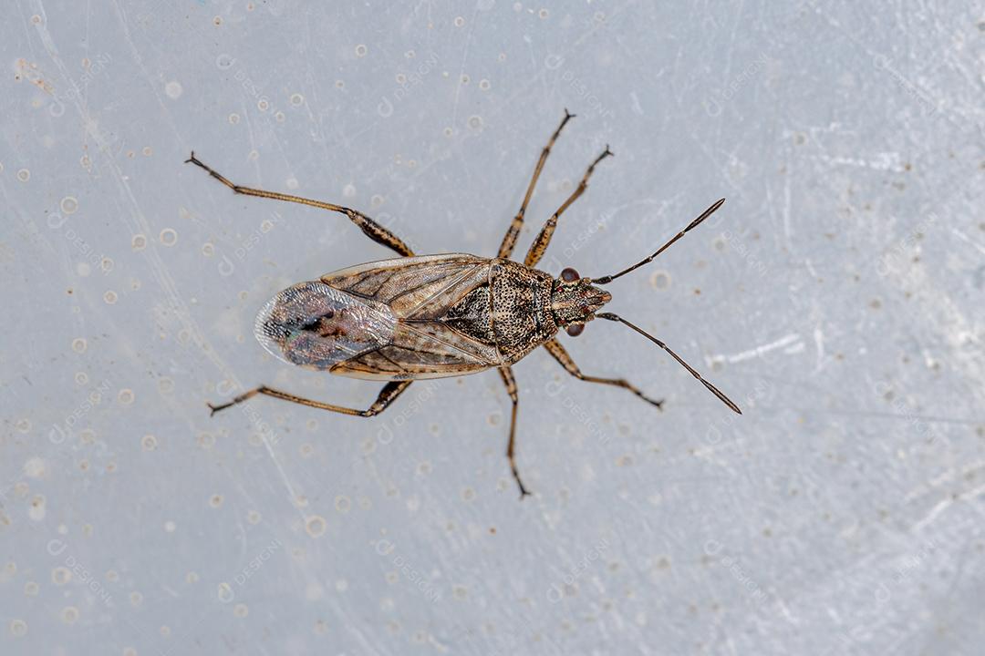 Inseto Semente da Família Lygaeidae Imagem JPG