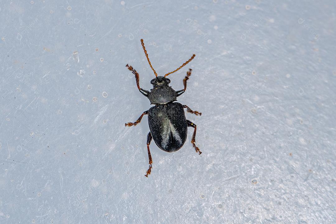 Besouro de Folha Adulto da Subfamília Eumolpinae Imagem JPG