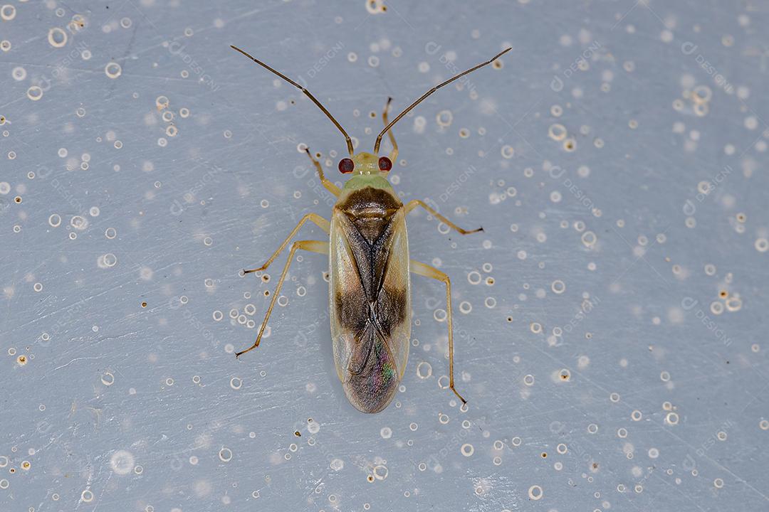 Inseto de Planta Adulto da Família Miridae Imagem JPG