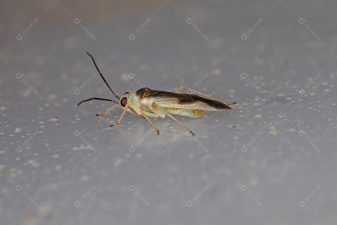 Inseto de Planta Adulto da Família Miridae Imagem JPG