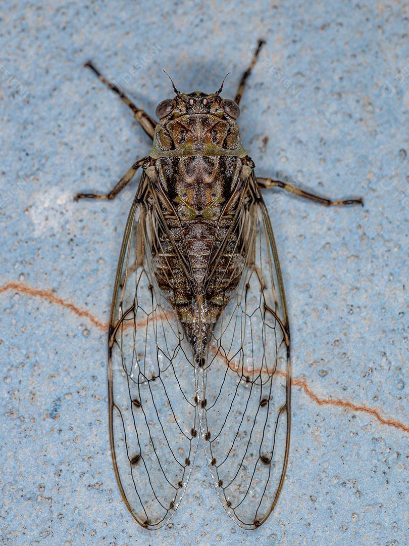 Cigarra Típica Adulta da Tribo Fidicinini Imagem JPG