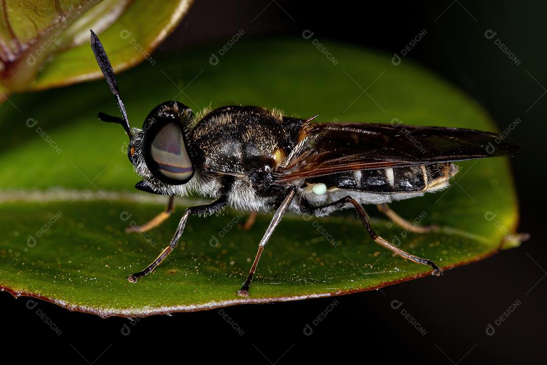 Mosca Soldado Adulto Pequeno da Subfamília Stratiomyinae Imagem JPG