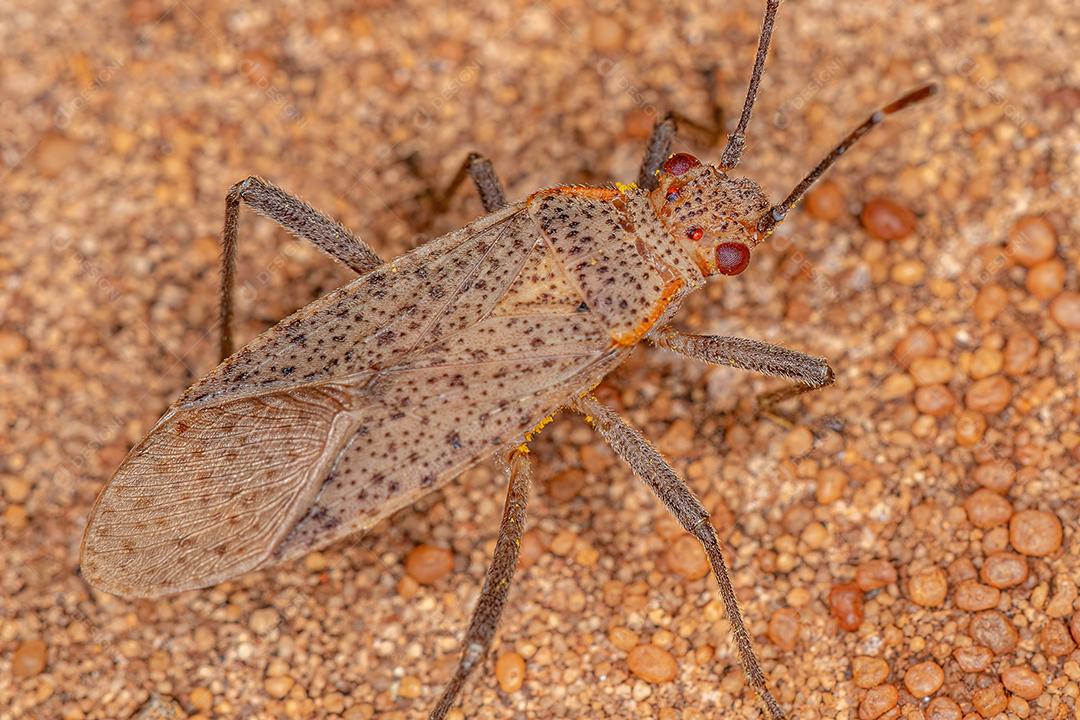 Inseto Sabonete Adulto Imagem JPG