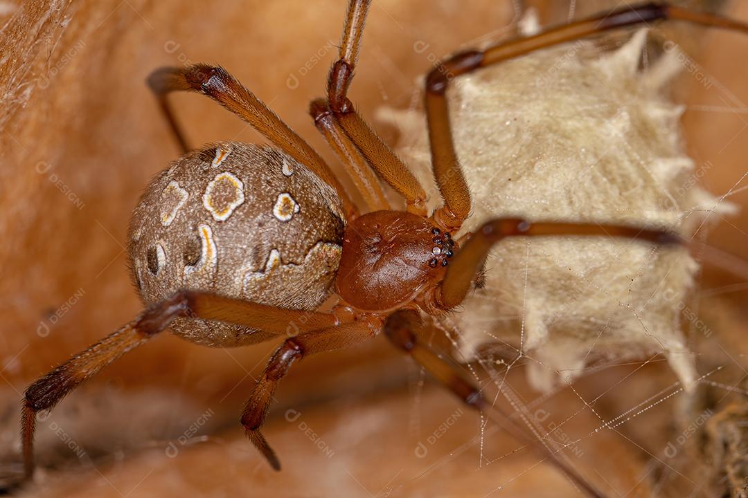 Fêmea Adulta Marrom Viúva da espécie Latrodectus Geometricus ImagemJPG
